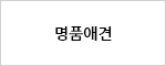 명품애견